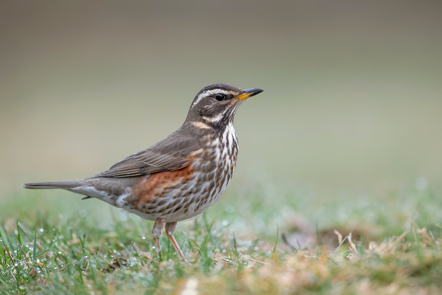 redwing, turdus iliacus, thrush, redwing thrush, wild bird, european bird, songbird, passerine, bird, wildlife, european wildlife, bird photography, wildlife photography, nature, nature photography, meadow, grass, dewy grass, dew, morning dew, wet grass, , Damian Kwasek