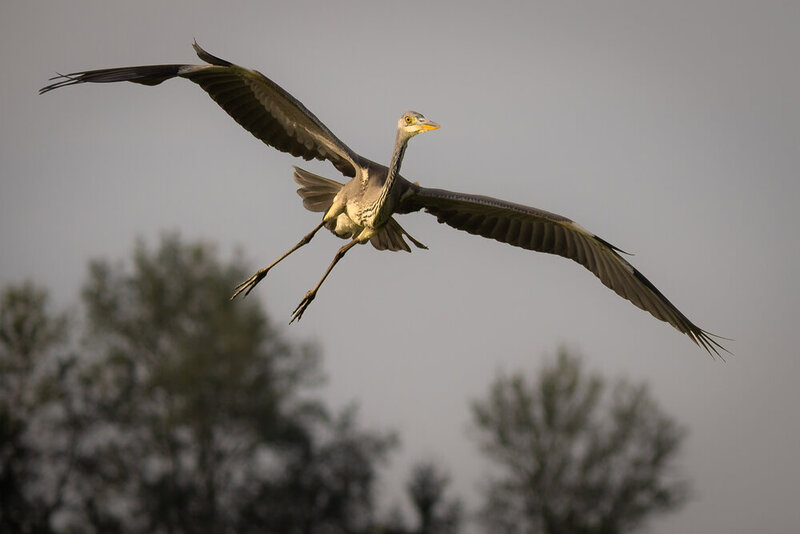 Heron фото превью