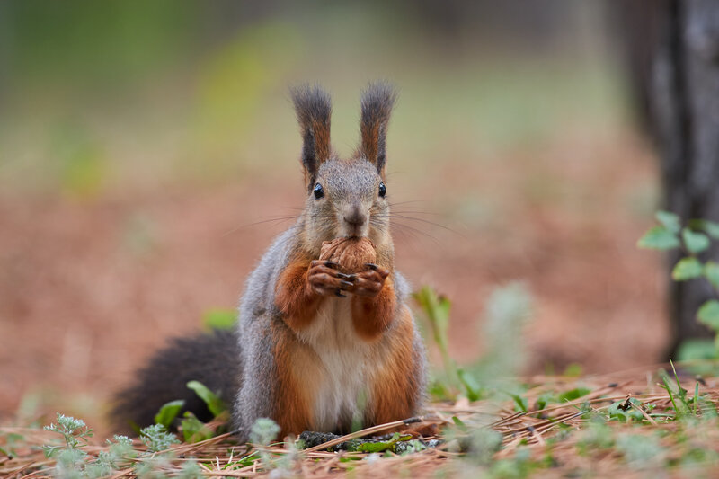 Sciurus vulgaris, red squirrel, wildlife, volgograd, russia Sciurus vulgaris фото превью