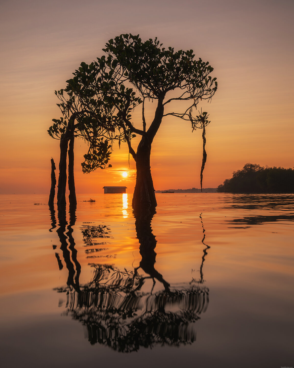 Sumba dancing trees. Автор: Даниил Коржонов , Даниил Коржонов