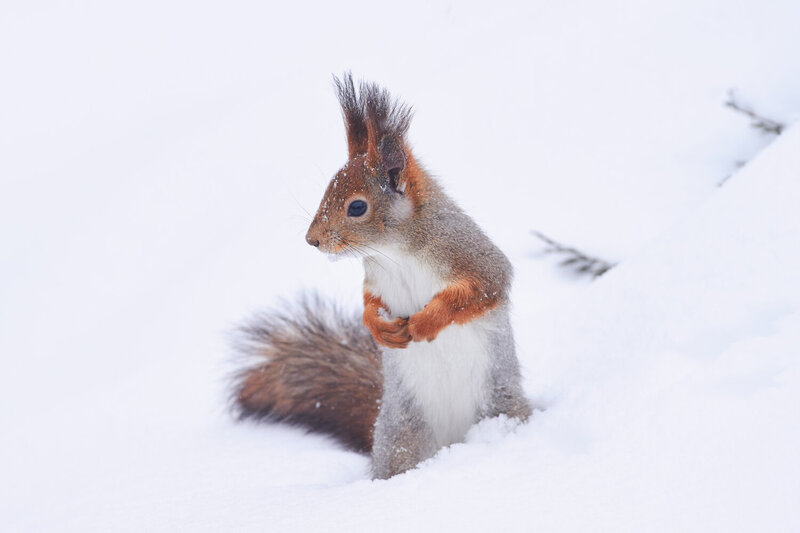 Sciurus vulgaris, red squirrel, volgograd, russia, wildlife Sciurus vulgaris фото превью