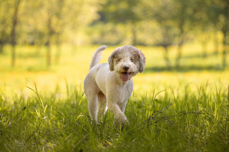 Lagotto Romagnolo фото превью