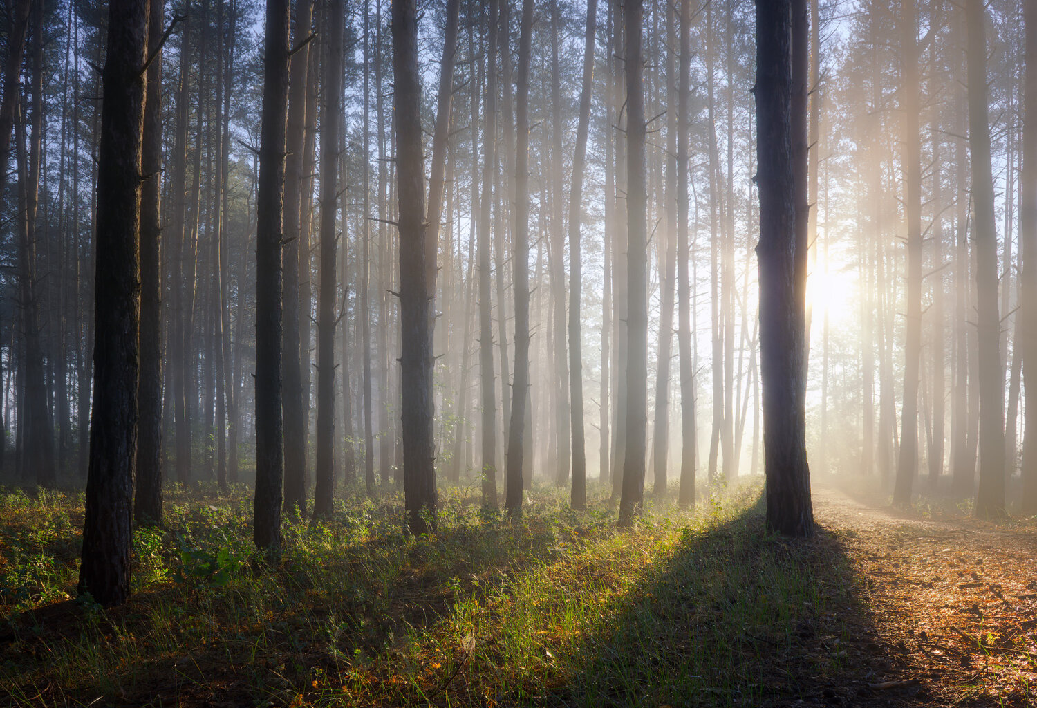 morning, dawn, forest, landscape, light, mist, Виктор Тулбанов