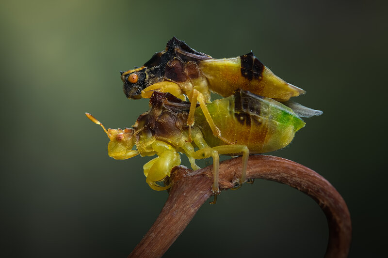 insect, bug, ambush bug, macro, night, dark Double decker фото превью