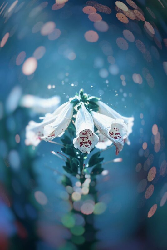 макро, macro, flowers, цветы, лето, summer Дигиталис фото превью