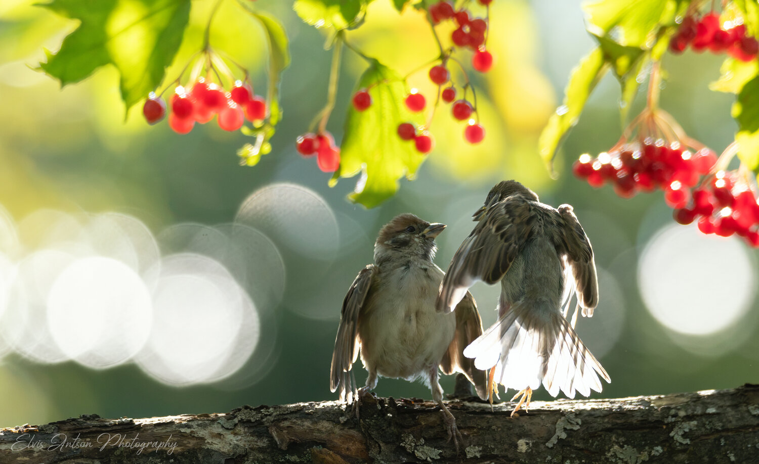action shot, wildlife, wild bird, wildlife photography, воробей, воробьи, полевой воробей, sparrow, орнитология, дикие птицы, птицы костромской области, кострома, костромская область, пернатые, братья наши меньшие, birds, birdwatching, elvis antson, Antson Elvis