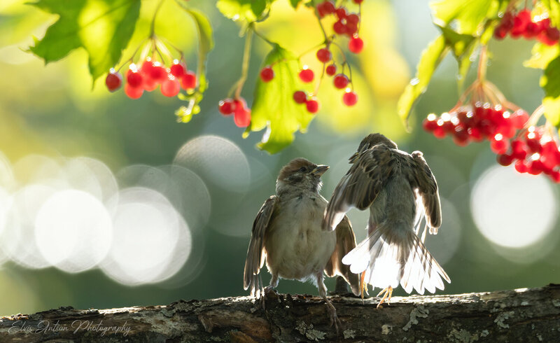 action shot, wildlife, wild bird, wildlife photography, воробей, воробьи, полевой воробей, sparrow, орнитология, дикие птицы, птицы костромской области, кострома, костромская область, пернатые, братья наши меньшие, birds, birdwatching, elvis antson Воробьишки конфликтуют фото превью