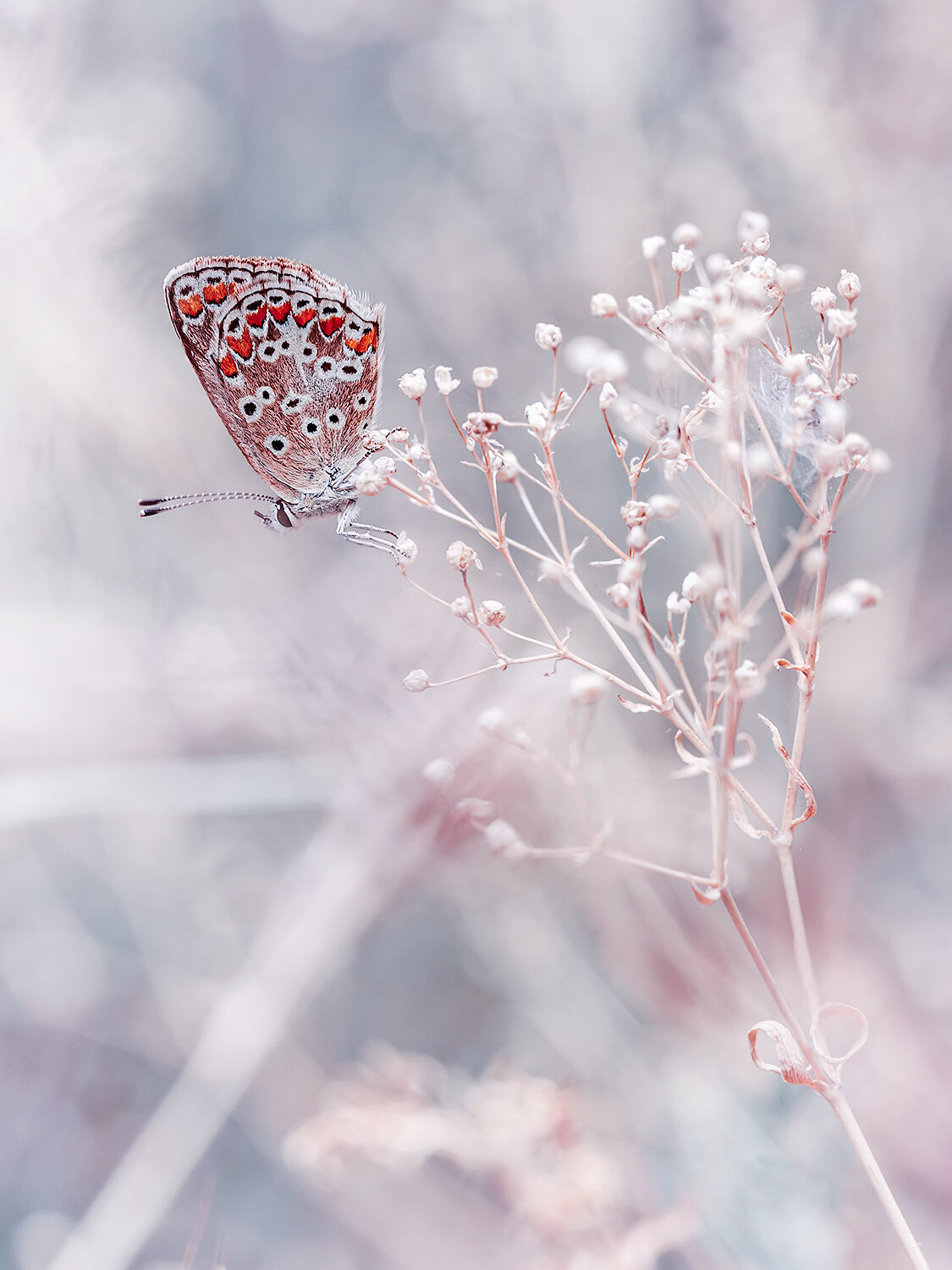 макро, насекомые, бабочки, голубянка, природа, insects, butterfly, nature, macro, Волкова Анна