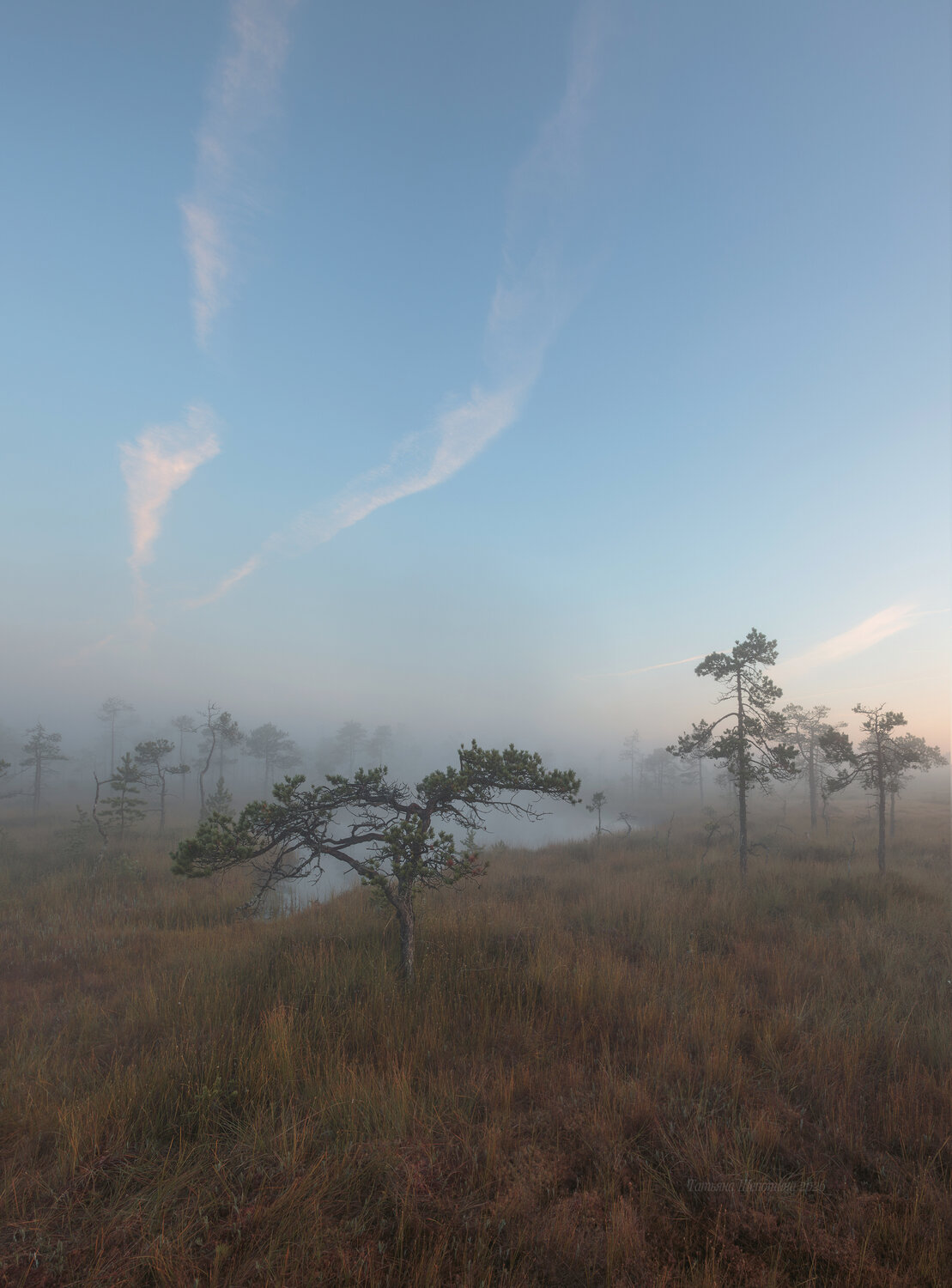 болото, ленобласть, пейзаж, рассвет, природа, утро, карельский перешеек, nature, sunrise, landscape, болота, туманы, туман, пейзажи россии, ленинградская область, russia, Щепотина Татьяна