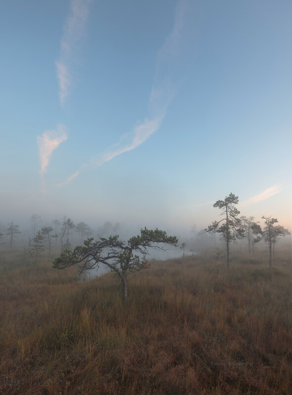 болото, ленобласть, пейзаж, рассвет, природа, утро, карельский перешеек, nature, sunrise, landscape, болота, туманы, туман, пейзажи россии, ленинградская область, russia Рассветная магия фото превью