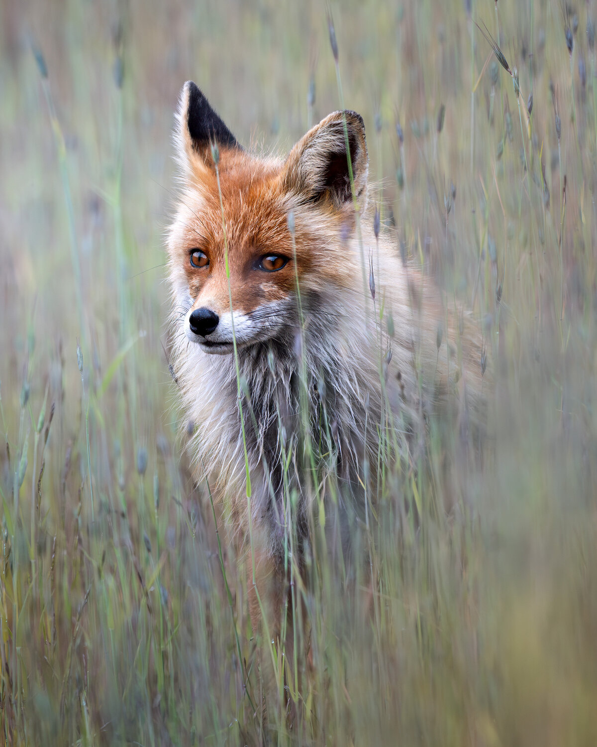 Лиса, лисица, fox, лисенок, Териберка, Кольский полуостров, Мурманская область, Мурманск, фотоохота, Ездаков Михаил