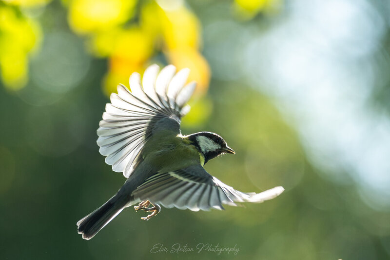 синица, большая синица, орнитология, дикие птицы, birds, birdwatching, elvis antson, дикая природа, птицы европы, движение, полёт, flying bird, wings spread, flight photography, action shot, nature photography, animal behavior, кострома, костромская облас Крылатая грация фото превью