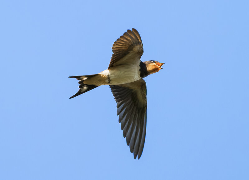 animals, birds, wildlife, wildlifephotography, nature Unpredictable fligh фото превью