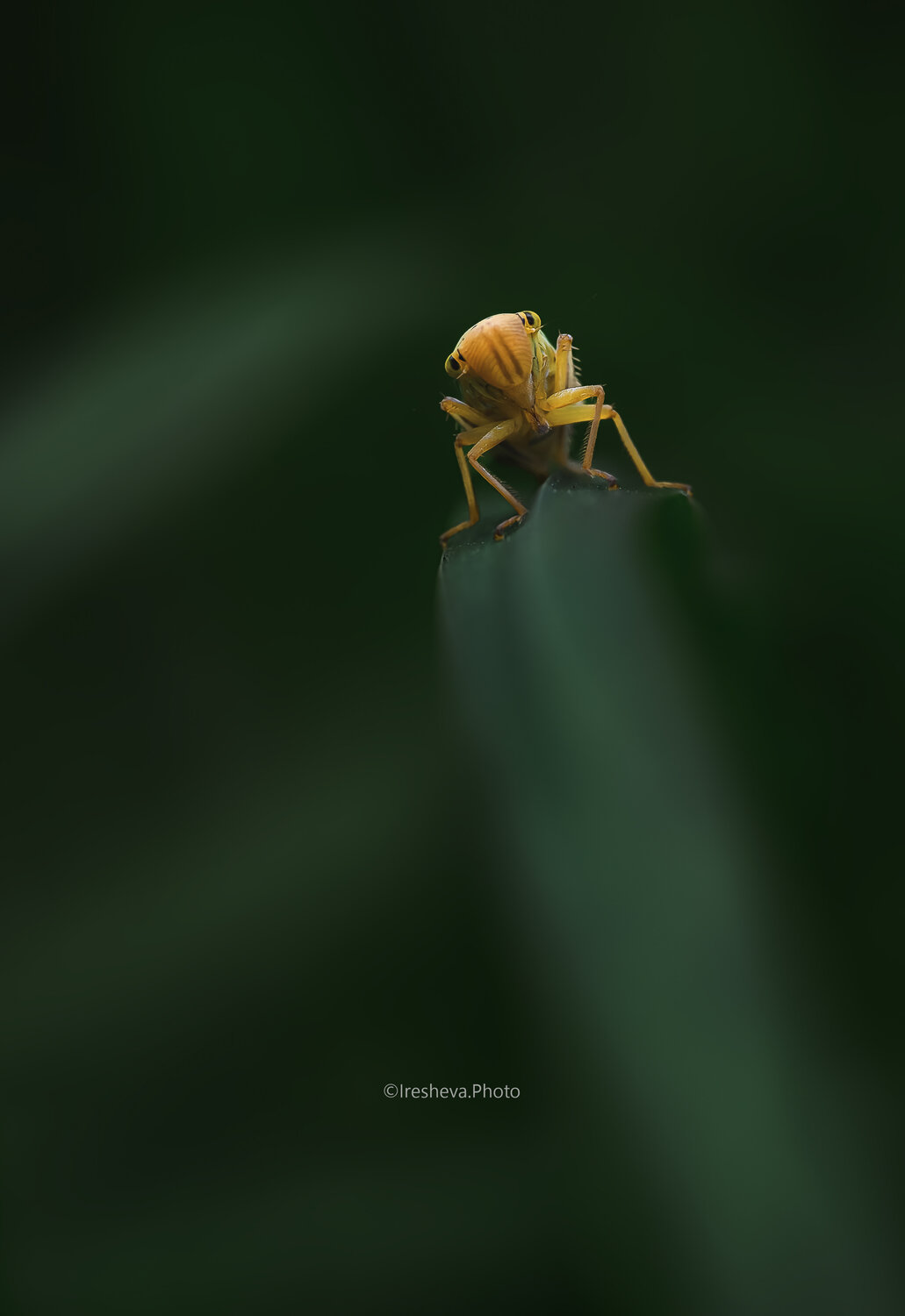 Цикадка, Macro, Ирешева Мария