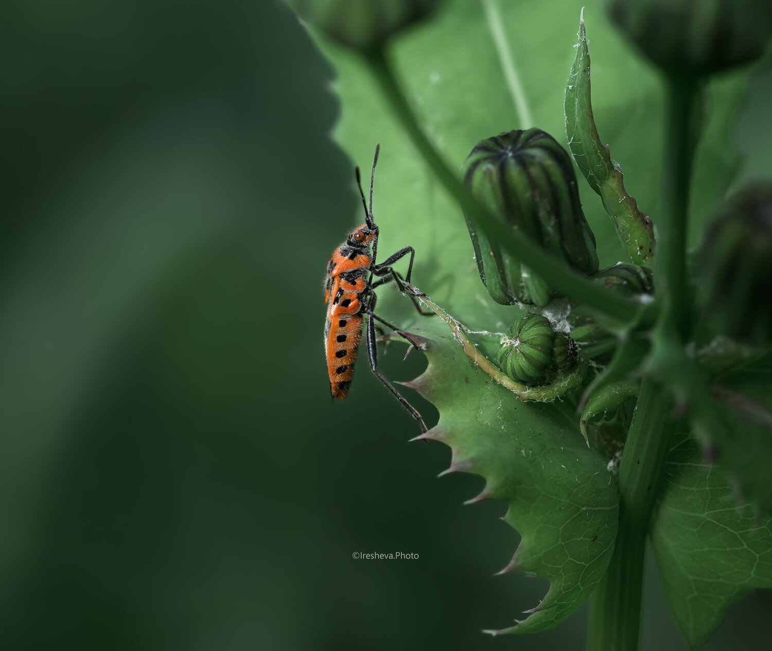 Macro, Ирешева Мария