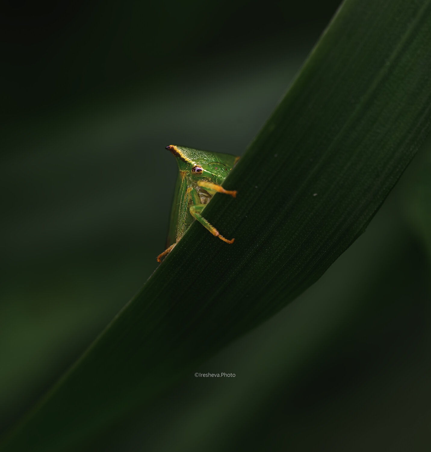Macro, Ирешева Мария