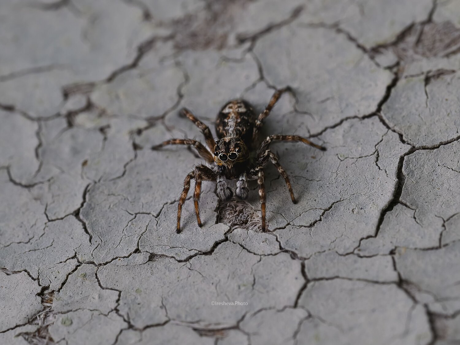 Spider, Macro, Ирешева Мария