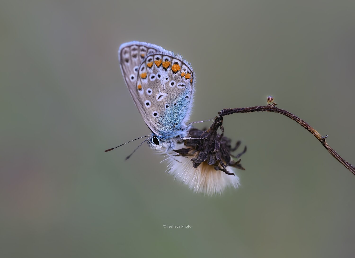 Macro, Ирешева Мария