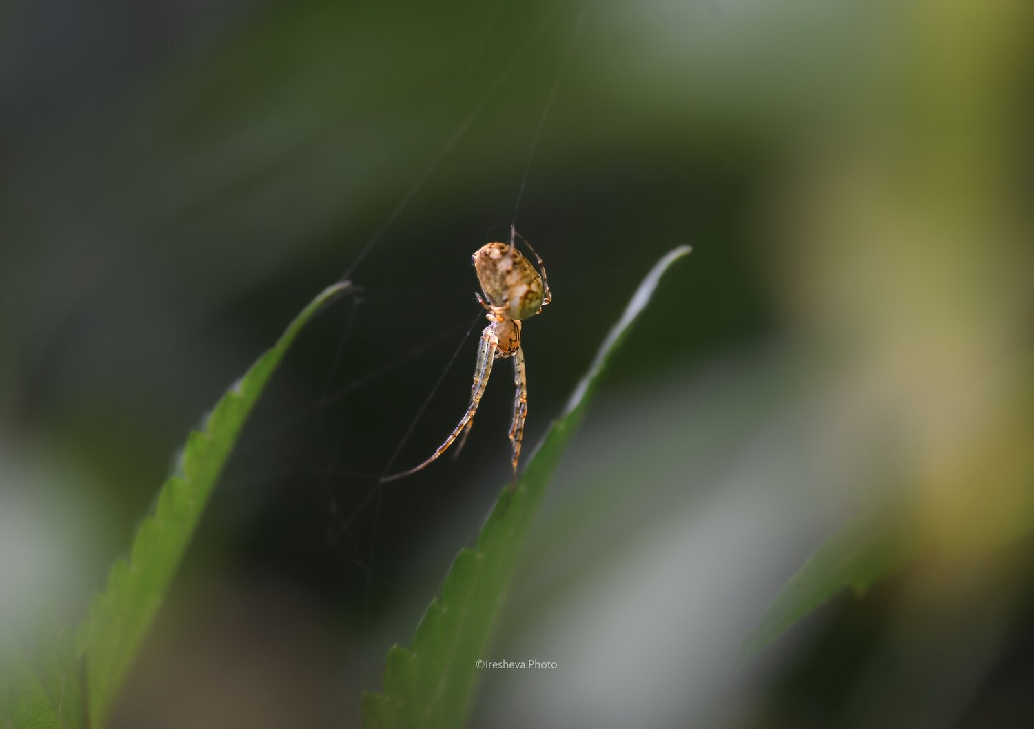 Macro, Ирешева Мария