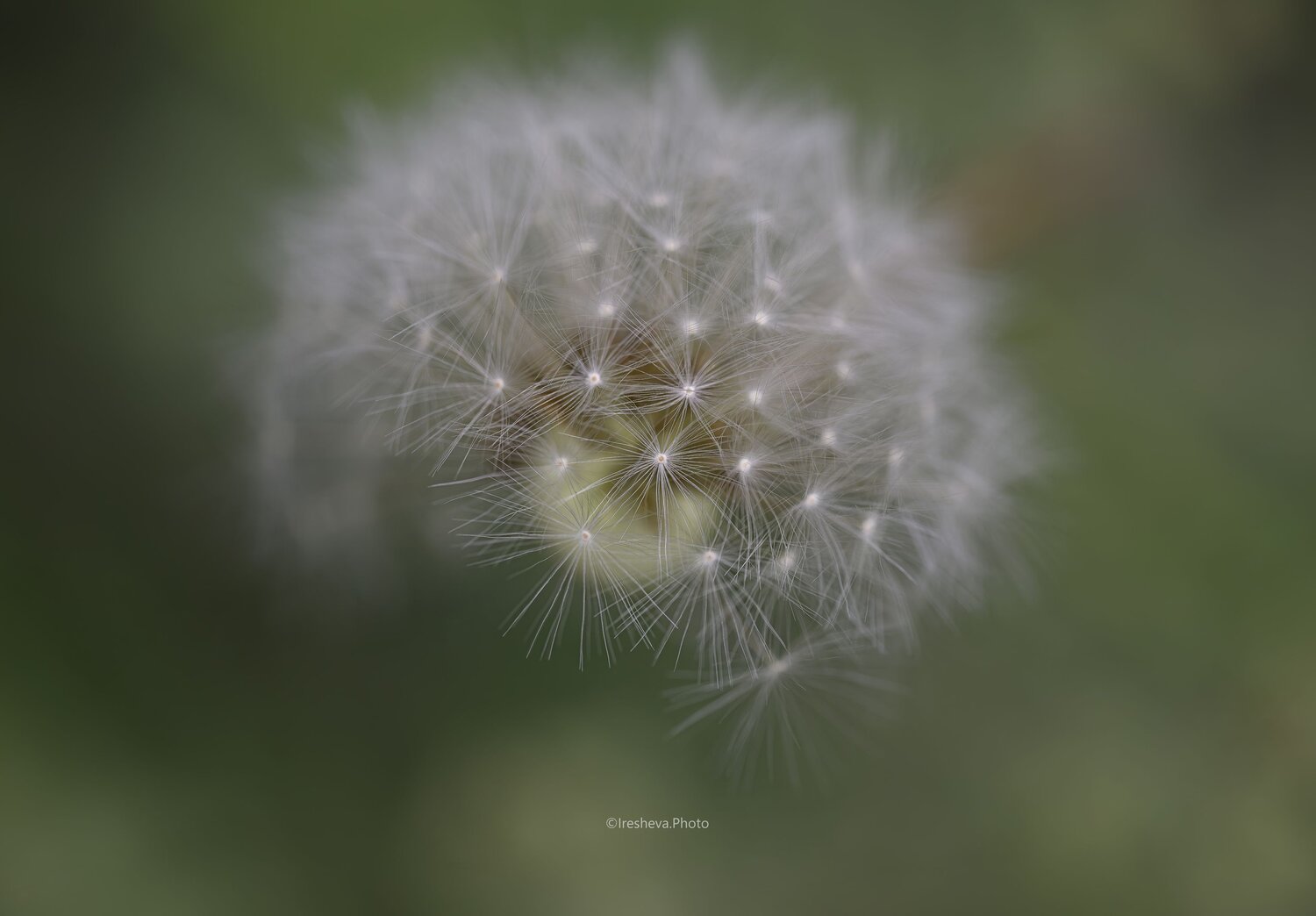 Macro, Ирешева Мария