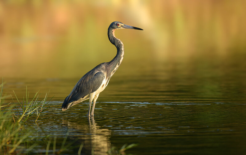 Tricolored Heron фото превью