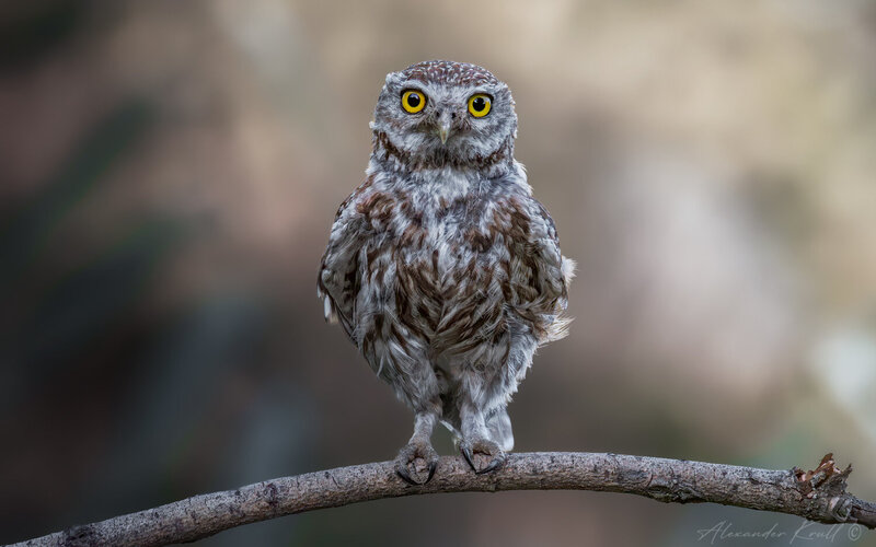 сыч, домовый сыч, сова, athene noctua Очи жёлтые... фото превью
