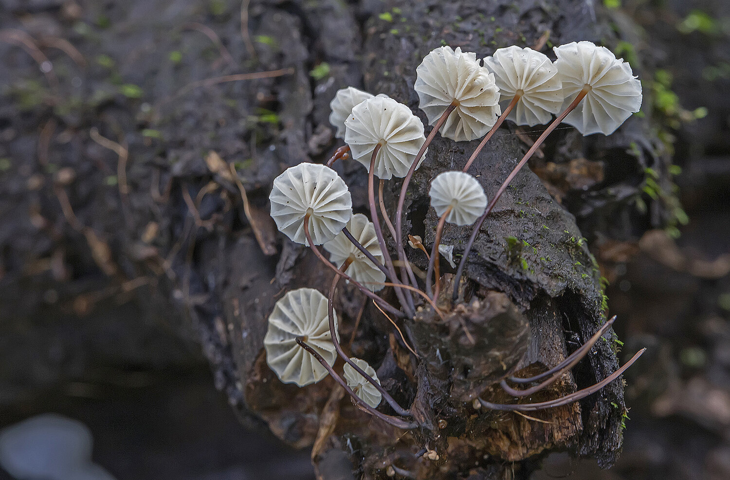 грибы, негниючник, marasmius rotula, лес, колесовидный, Александр Широких