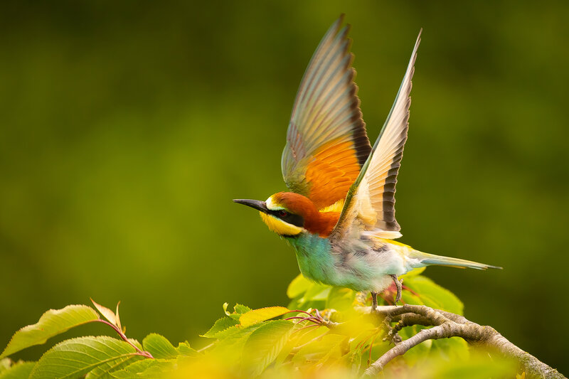Bee-eater фото превью