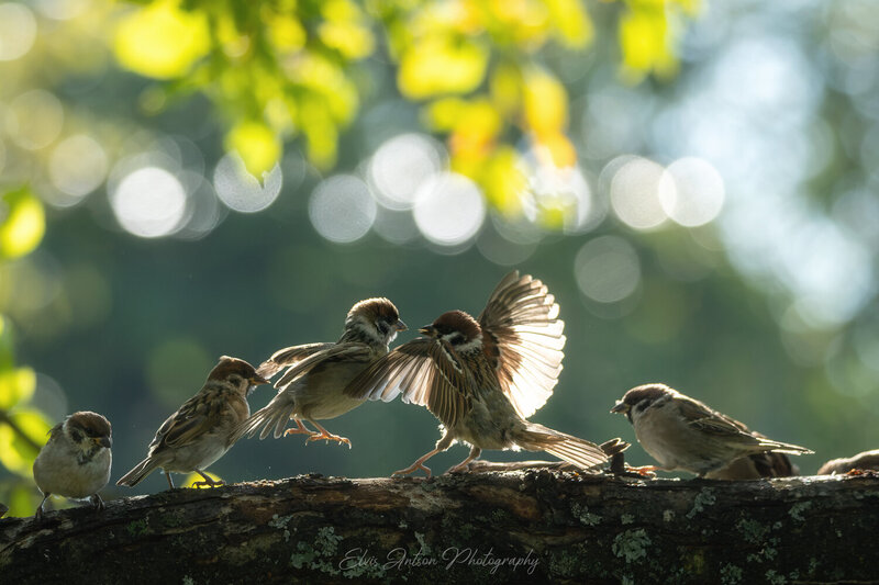 action shot, wild bird, wildlife, воробей, воробьи, полевой воробей, sparrow, birds, birdwatching, орнитология, дикие птицы, кострома, костромская область, пернатые, братья наши меньшие, движение, птицы европы, птицы, наблюдение за птицами Мгновения из жизни замечательных полевых воробьёв фото превью