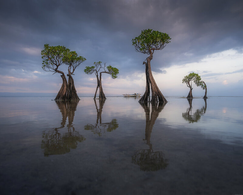 Sumba dancing trees фото превью
