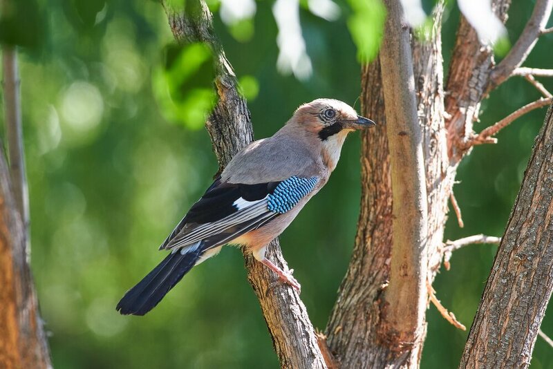 Garrulus glandarius фото превью
