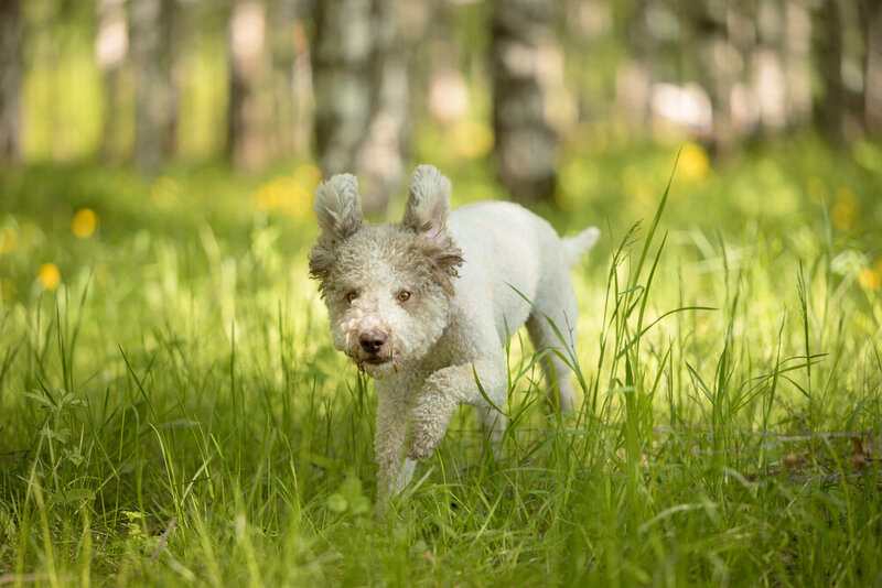 Lagotto Romagnolo фото превью