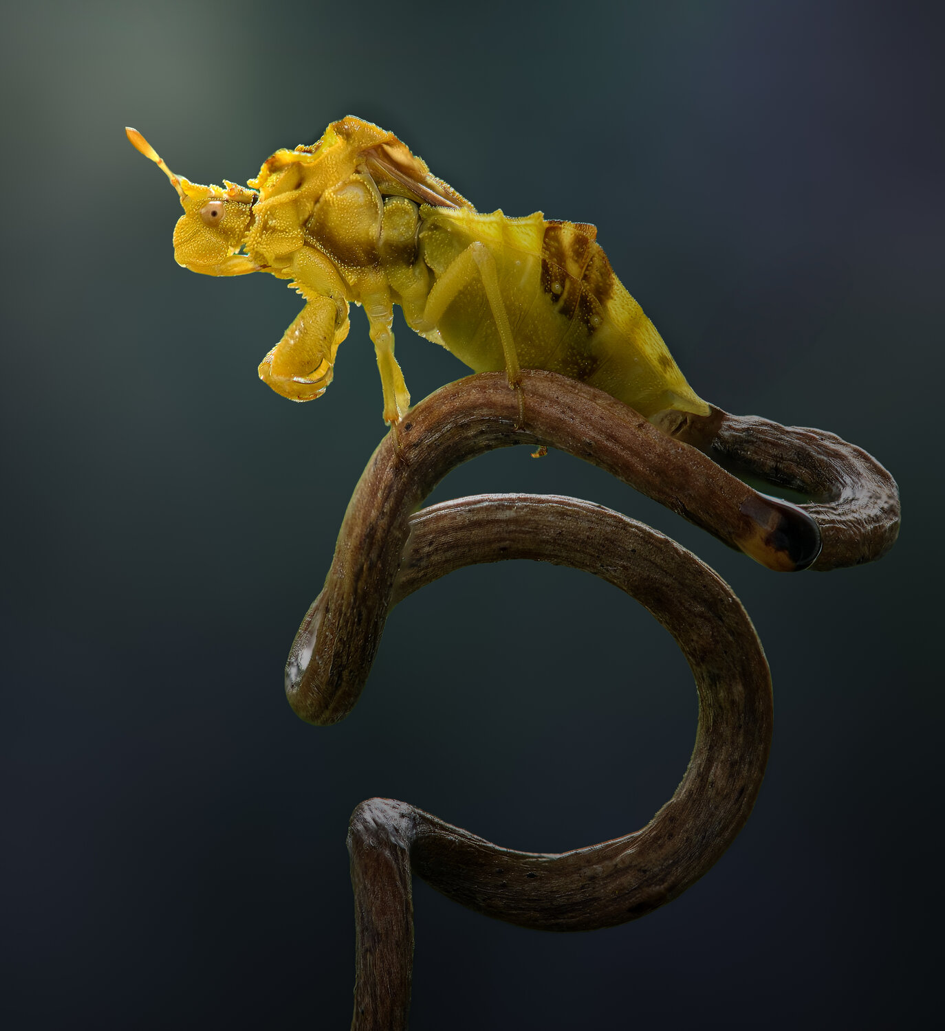 insect, bug, ambush bug, wild, eyes, summer, dark, Atul Saluja