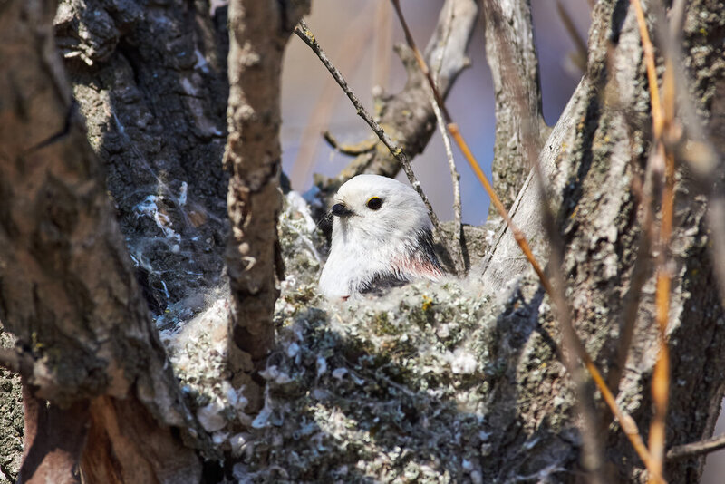 Aegithalos caudatus, bird, birds, birdswatching, volgograd, russia, wildlife Aegithalos caudatus фото превью