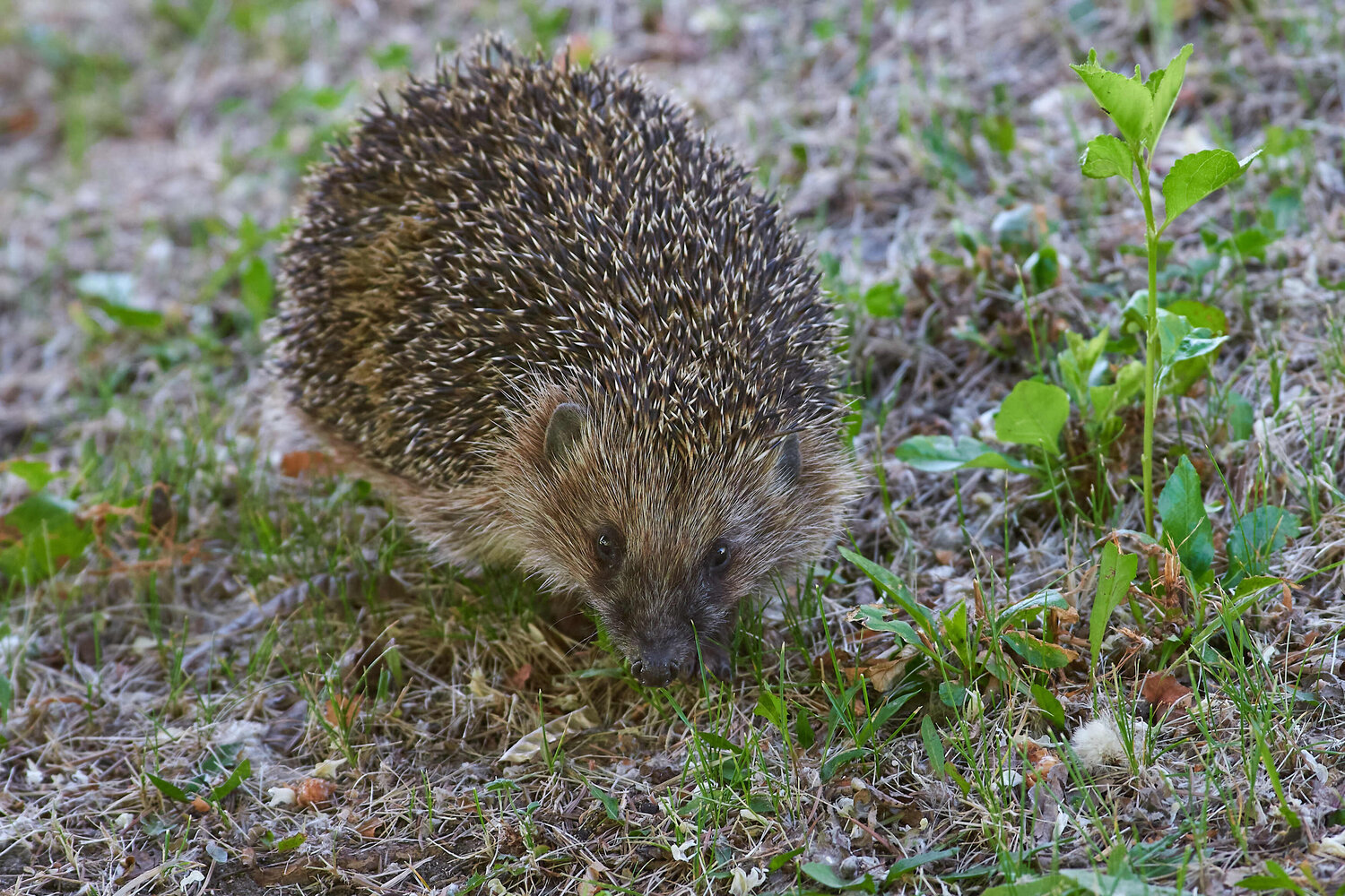 Erinaceus europaeus, mammals, volgograd, russia, Павел Сторчилов