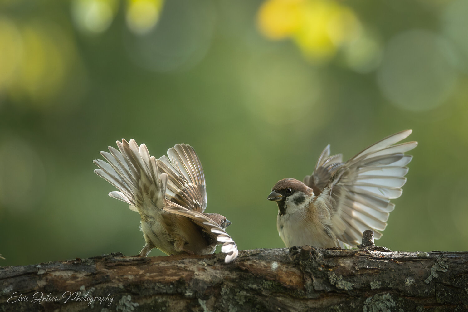 Воздушные акробаты. Автор: Antson Elvis action shot, wild bird, wildlife, воробей, воробьи, полевой воробей, sparrow, birds, birdwatching, elvis antson, орнитология, пернатые, дикие птицы, птицы европы, кострома, костромская область, птицы, движение, наблюдение за птицами, братья наши меньшие, Antson Elvis