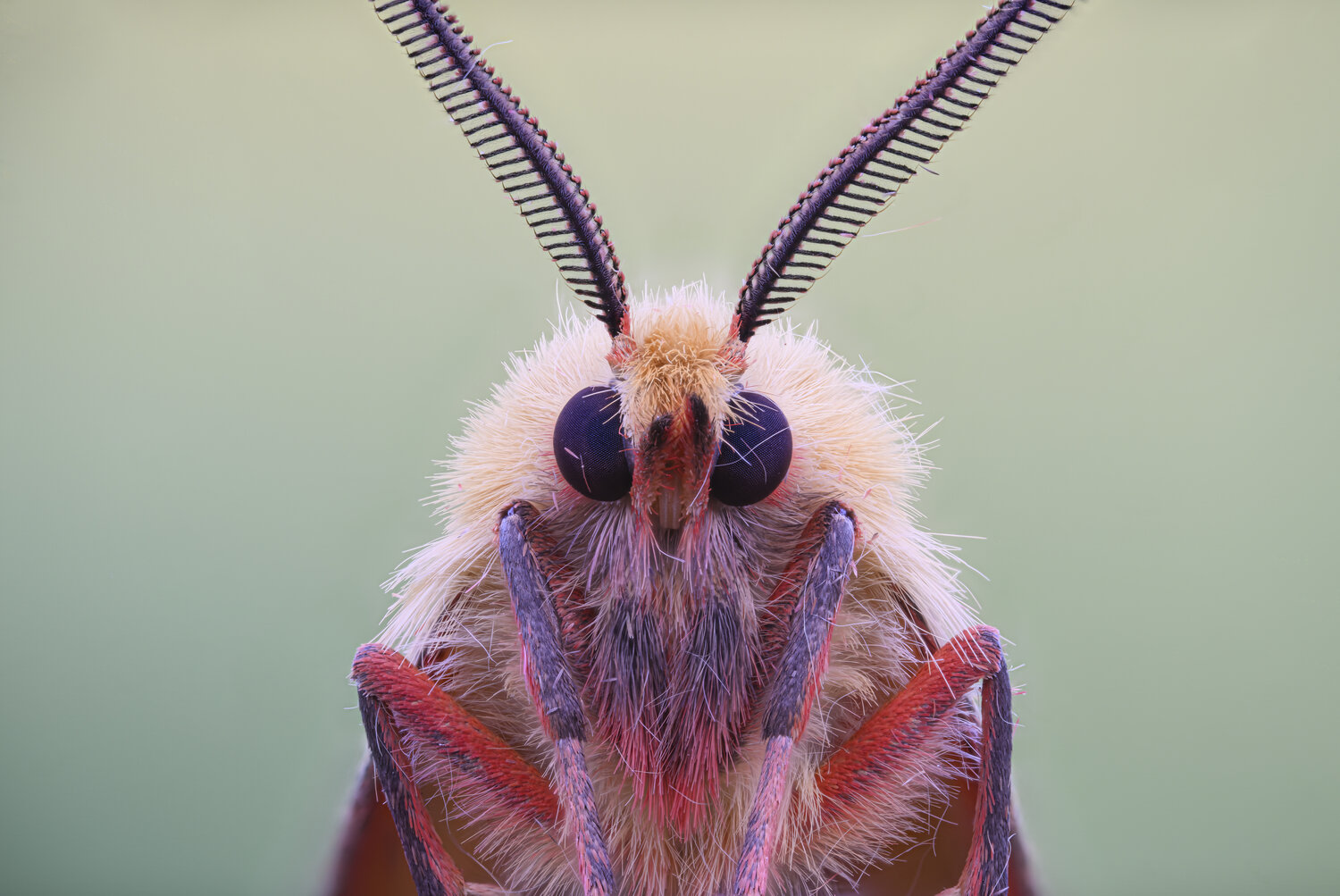 macrophotography, bugs, microworld, moth, naturelife, Camilla Zocchi