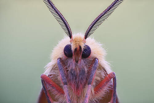Diacrisia sannio