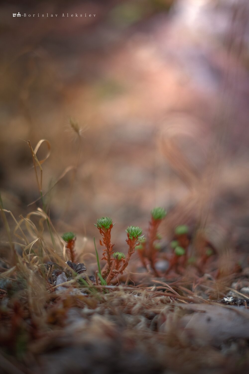 nature, light, dark, bokeh, Алексиев Борислав
