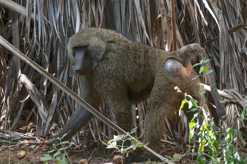 kenya  фото превью