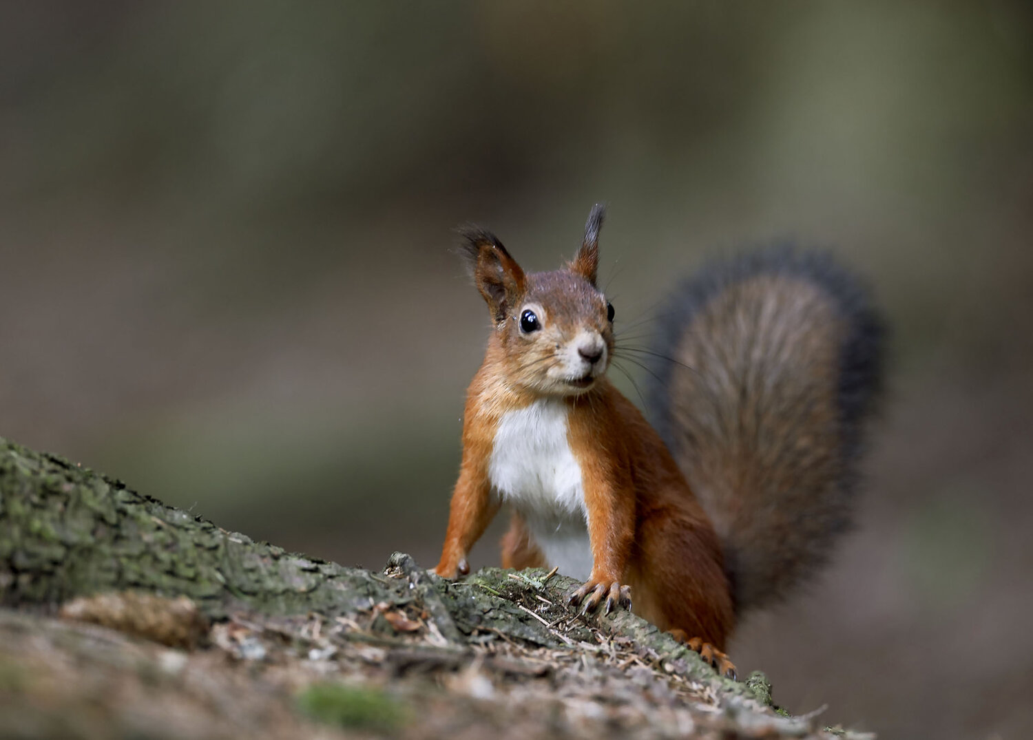 белка, красотка, лес, природа, squirrel, beautiful, forest, nature, Юлия Стукалова