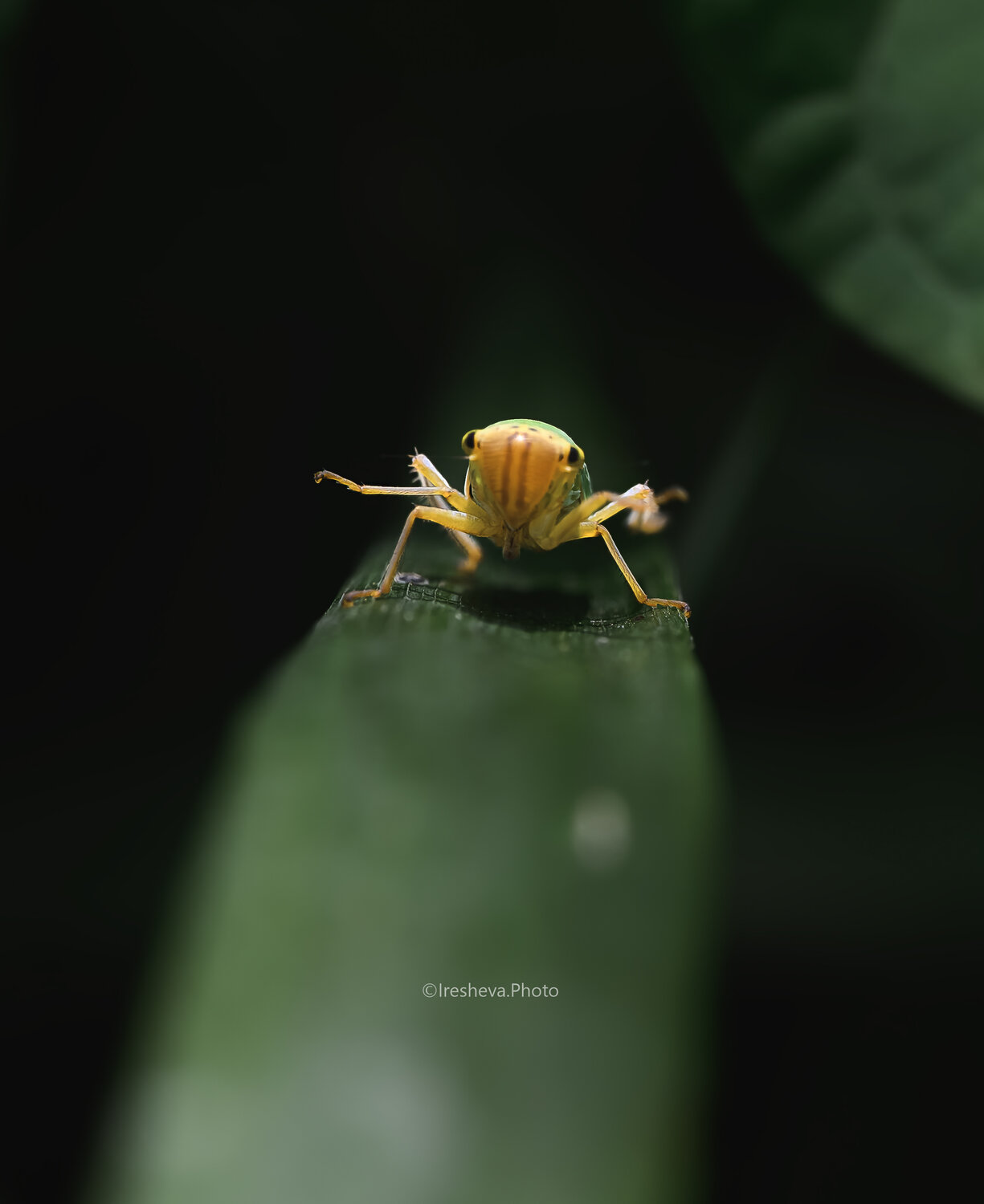 Macro, Цикадка, Ирешева Мария