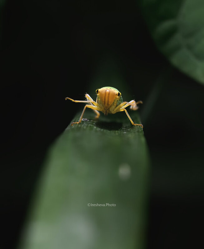 Macro, Цикадка Цикадка фото превью