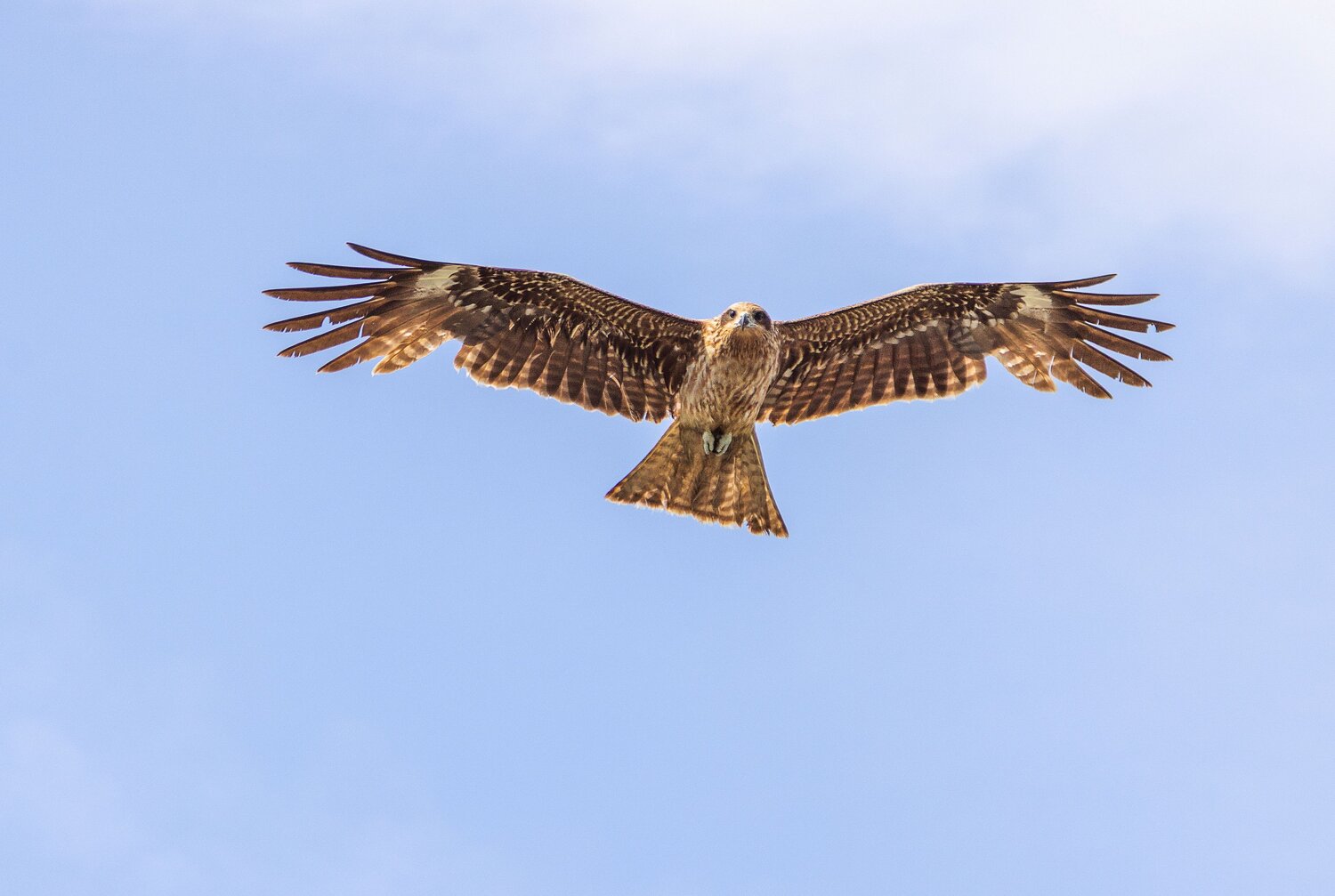 Hawk, Liliya Tkachenko