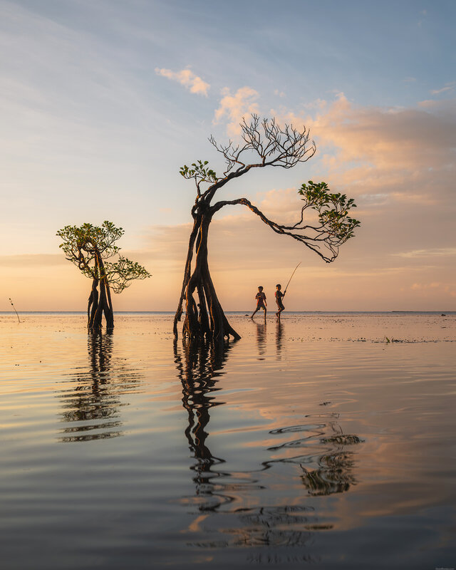 Sumba dancing trees фото превью