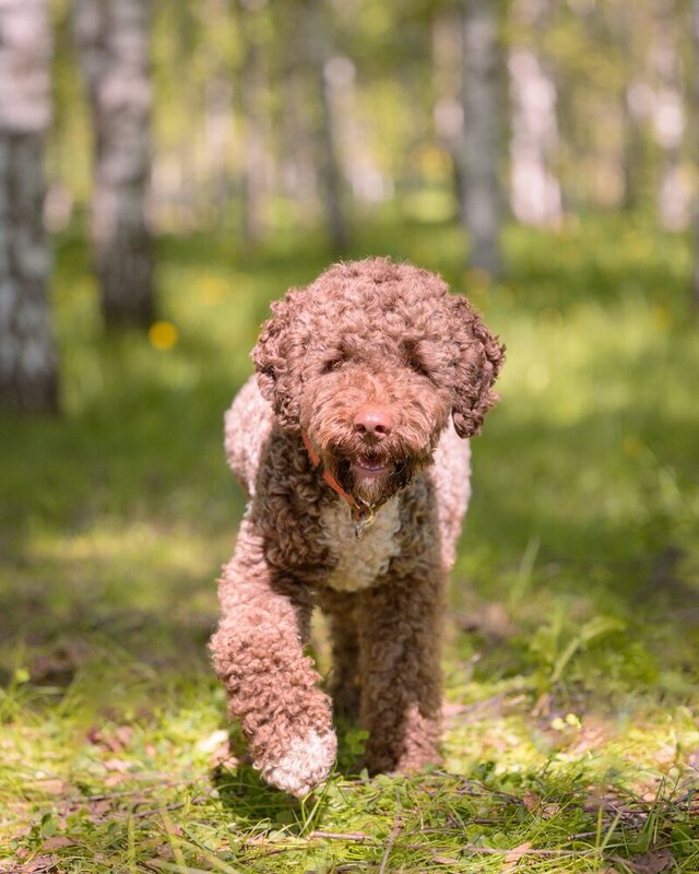 Lagotto Romagnolo фото превью