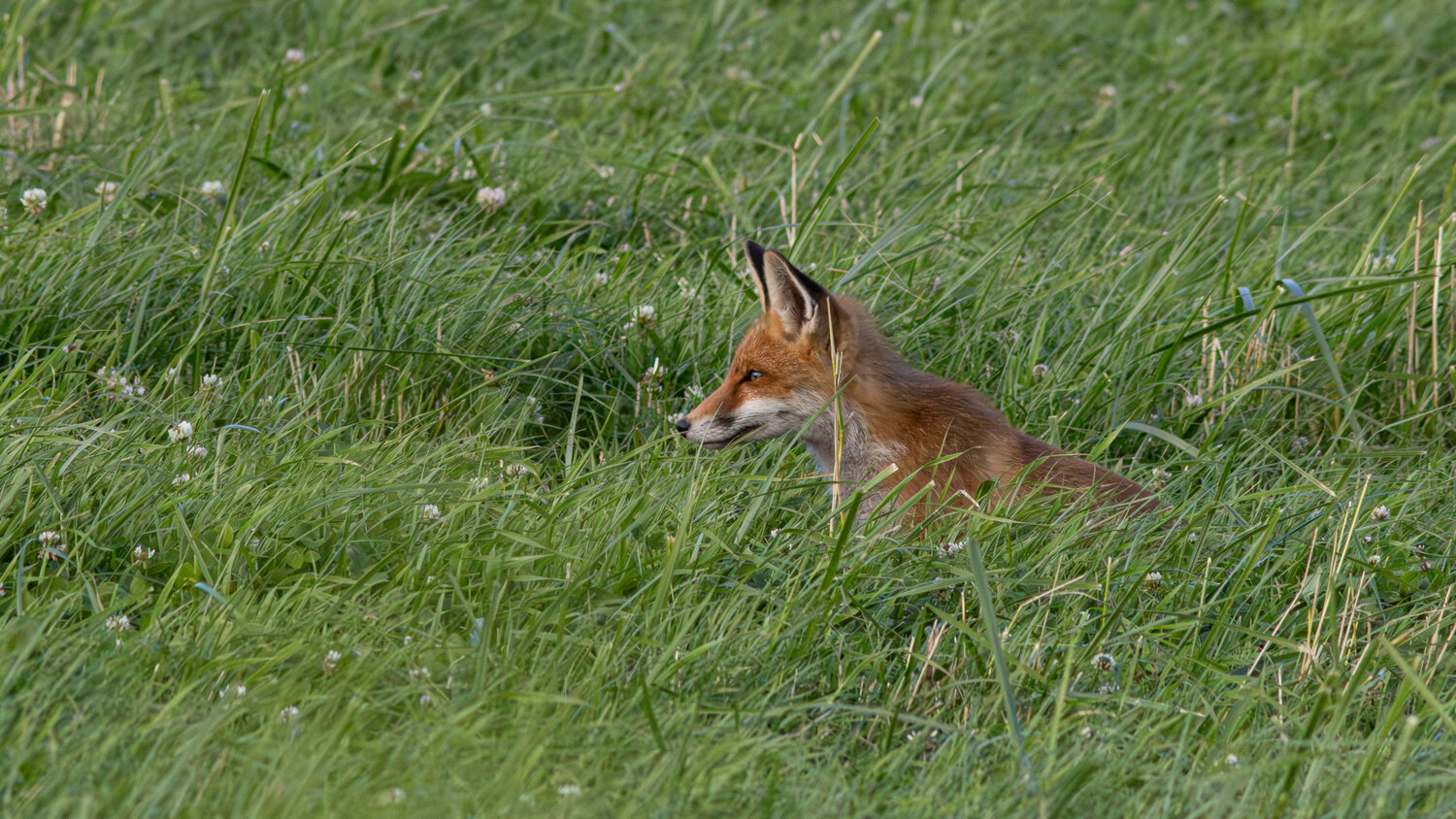 обыкновенная лисица, рыжая лисица, лиса, vulpes vulpes, red fox, fox, Бондаренко Георгий