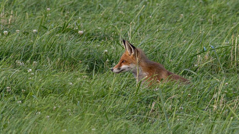 обыкновенная лисица, рыжая лисица, лиса, vulpes vulpes, red fox, fox Юный охотник фото превью