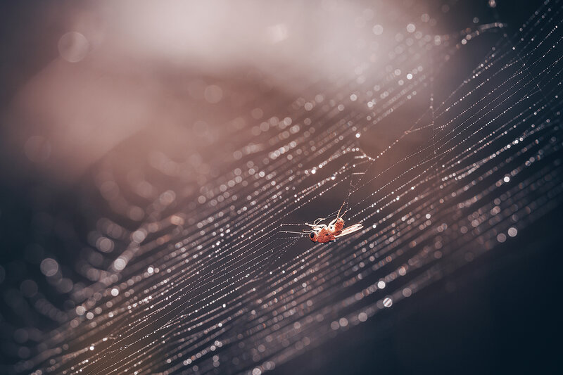макро, паутина, муха, насекомые, природа, macro, fly, web, nature, insects Поймана в сети фото превью