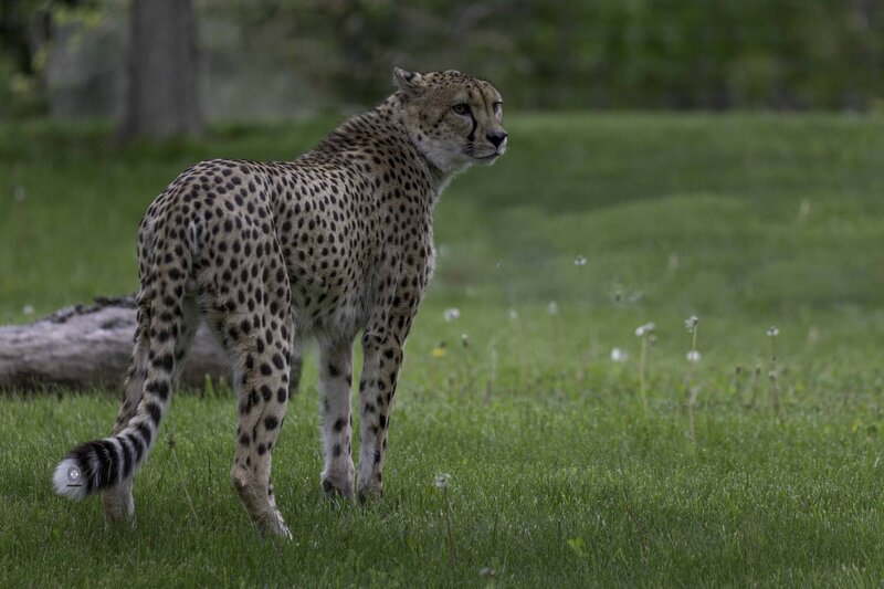 Cheetah фото превью